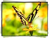 Motyl, Żółty, Kwiat