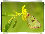 Motyl, Żółty, Kwiat