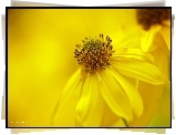 Rudbekia naga, Żółty, Kwiat