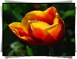Pomarańczowo, Żółty, Tulipan