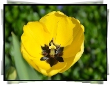 Rozwinięty, Żółty, Tulipan