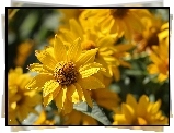 Rudbekia, Żółty, Kwiat