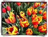 Tulipany, Żółty, Czerwony