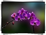 Orchidea, Różowa