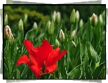 Kwiat, Pączki, Tulipany