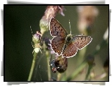 Motyl, Pająk, Kwiat