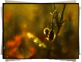 Pąk, Mak, Wieczór, Bokeh