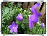 Clematis, Pąki, Płot