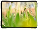 Tulipany, Pąki, Kwiaty