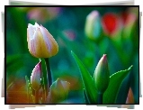 Tulipany, Pąki, Liście