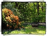 Park, Kwitnące, Krzewy, Kwiaty, Ścieżka, Rododendrony