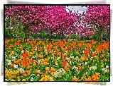 Park, Tulipany, Kwitnące, Drzewa, Wiosna