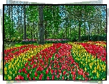 Park, Wiosna, Drzewa, Tulipany