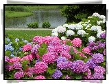 Park, Staw, Kolorowe, Hortensje