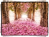 Park, Kwiaty