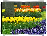 Park, Keukenhof, Lisse, Wiosna, Kwiaty, Rozmycie
