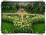 Park, Wiosna, Żółte, Tulipany