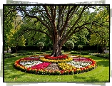 Rabaty Kwiaty, Drzewo, Park