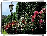 Park, Aleja, Róż, Latarnia