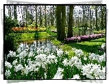 Park, Kwiaty, Rzeczka, Wiosna