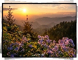 Stany Zjednoczone, Stan Karolina Północna, Park Narodowy Great Smoky Mountains, Góry, Great Smoky Mountains, Zachód słońca, Drzewa, Kwiaty