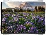 Góry, Łąka, Łubiny, Drzewa, Stratowulkan, Mount Rainier, Park Narodowy Mount Rainier, Stan Waszyngton, Stany Zjednoczone