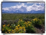 Park Narodowy Grand Teton, Żółte, Kwiaty, Polana, Chmury, Góry, Teton Range, Stan Wyoming, Stany Zjednoczone