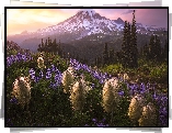 Park Narodowy Mount Rainier, Góry, Stratowulkan Mount Rainier, Drzewa, Łubin, Miądrzyga, Łąka, Stan Waszyngton, Stany Zjednoczone