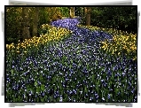 Park, Drzewa, Kwiaty, Szafirki, Tulipany