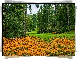 Park, Kwiaty, Rudbekia, Trawniki, Drzewa