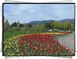 Park, Klomb, Tulipany, Góry