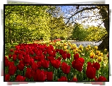 Park, Tulipany