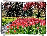Wiosna, Park, Kwitnące, Drzewa, Tulipany, Przebijające, Światło