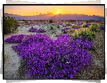 Stany Zjednoczone, Kalifornia, Park stanowy Anza Borrego Desert, Góry, Zachód słońca, Kwiaty, Krzewy