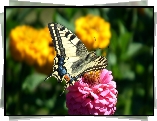 Motyl, Paź królowej