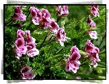 Kwiat, Pelargonia, Angielska