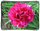 Peonia