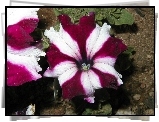 Dwubarwna, Petunia ogrodowa