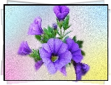 Kwiaty, Petunia, Grafika