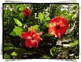 Piękne, Czerwone, Kwiaty, Hibiskus