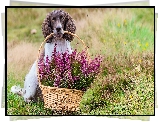 Pies, Springer spaniel angielski, Koszyk, Wrzosy