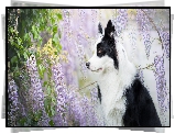 Pies, Border collie, Kwiaty, Glicynia