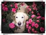 Pies, Golden retriever, Kwiaty, Róże