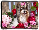 Pies, Yorkshire, Terrier, Roze