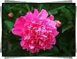 Piwonia