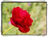 Piwonia