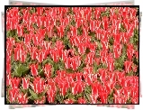 Plantacja, Czerwono, Białych, Ozdobnych, Tulipanów