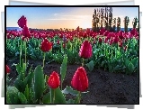 Tulipany, Plantacja, Drzewa