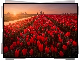 Plantacja, Czerwone, Tulipany, Wiatraki, Wschód słońca