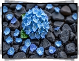 Kwiaty, Niebieskie, Hortensja, Płatki, Czarne, Kamienie